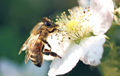 Im Landkreis Zwickau ist die Amerikanische Bienenbrut ausgebrochen. Foto: Luise/ pixelio.de