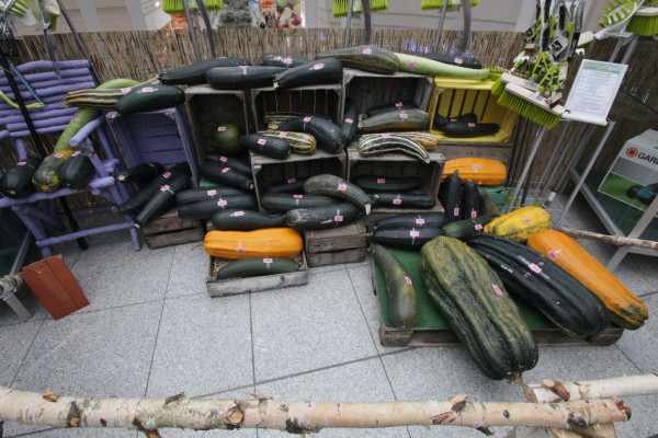 Diese Zucchinis reichten Gartenfreunde in die Wertung ein. Foto: bit