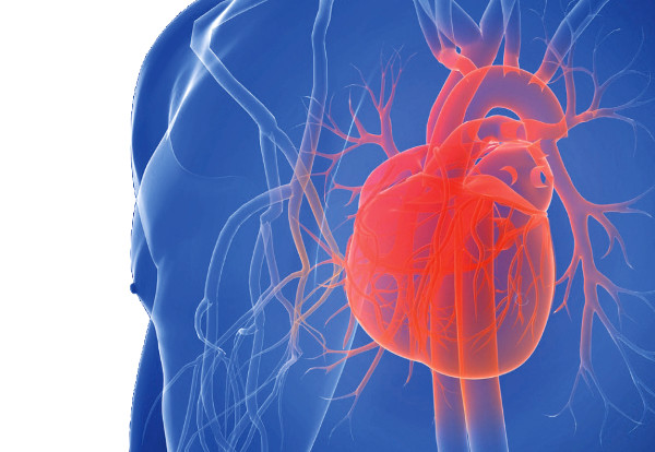Gefäßverschlüsse durch Kalkablagerungen in den Herzkranzgefäßen bedrohen die Funktion des Herzens. Bei einem Infarkt drohen bleibende Schäden undsogar der Tod, wenn nicht sofort gehandelt wird. Bestimmte Symptome sind ernstzunehmende Vorboten. Foto: Fotolia.com/S. Kaulitzki
