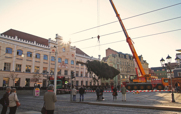 Der diesjährige Zwickauer Weihnachtsbaum ist eine 20 Meter hohe und etwa 100 Jahre alte Fichte. Foto: Alice Jagals