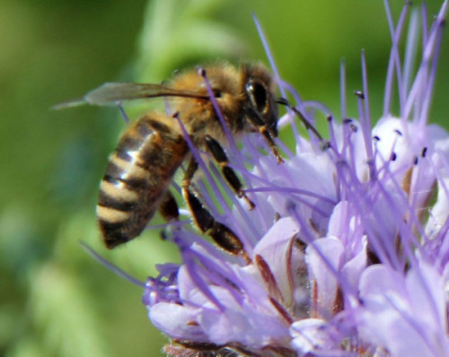 Im Esche-Museum geht es um die Bienen und den Honig. Foto: Verein