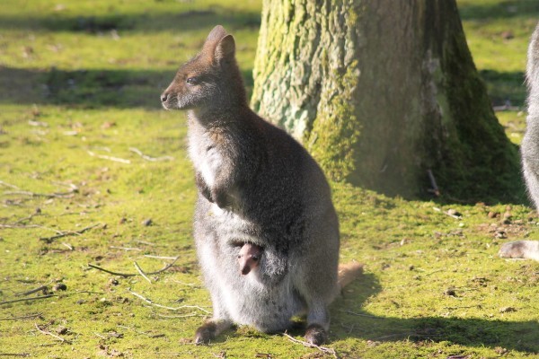 Besonders wenn die Sonne scheint, lugt das kleine Bennettkänguru jetzt schon gern mal aus dem Beitel seiner Mutter. Foto: S. Große, Tierpark 