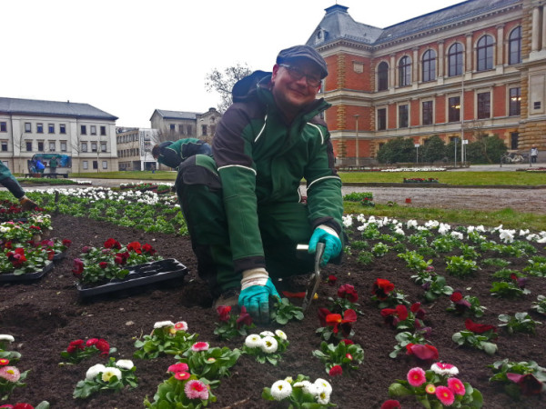 Bei Nieselwetter verschönerte Michael Badstübner, stellvertretender Leiter des Garten- und Friedhofsamtes, am heutigen Dienstag mit seinen Mitarbeitern seit 6.30 Uhr die Wiesen auf dem Platz der Deutschen Einheit.Foto: Alice Jagals