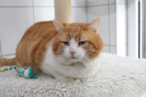 Für die Katze Humphrey sucht das Tierheim Langenberg dringend ein neues Zuhause. Foto: Uwe Wolf