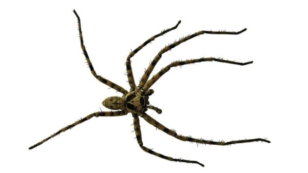 Kleine Spinne, große Wirkung: eine Spinne (Symbolbild) lenkte eine junge Frau so stark ab, dass sie einen Unfall verursachte. Foto: pixabay