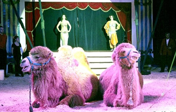 Die Kamele gehören bei den meisten Zirkusgästen zu den Höhepunkten. Foto: Circus Olympia