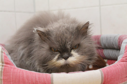 Das Tierheim Langenberg dringend den Besitzer dieser Katze, die in Waldenburg gefunden wurde. Foto: Uwe Wolf
