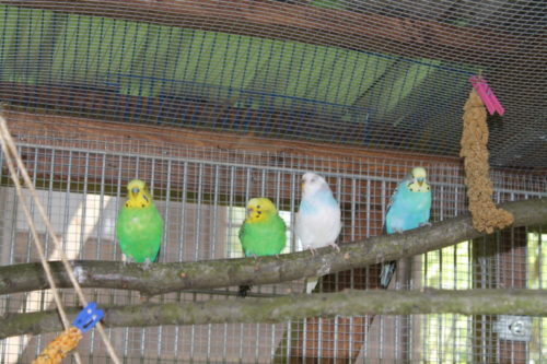Das Tierheim Langenberg für Vögel wie diese dringend ein neues, liebevolles Zuhause. Foto: Uwe Wolf