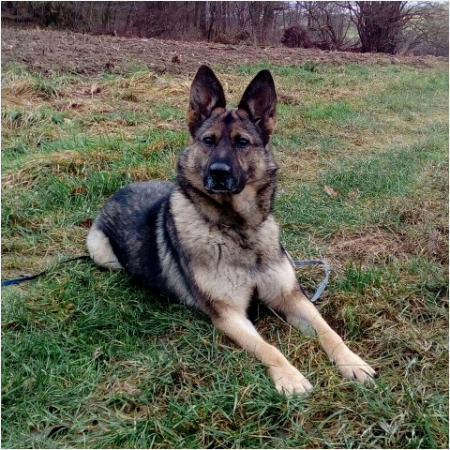 Polizeihund Daisy spürt Einbrecher auf. Foto: Polizei