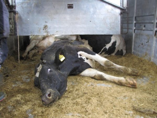 Skandalöser Tiertransport: 40 Anzeigen! 