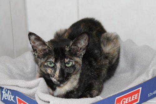 Das Tierheim sucht dringend den Besitzer dieser kleinen Fundkatze. Foto: Uwe Wolf