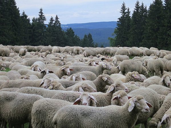 Rund 200 Schafe wurden in der Nähe von Königshain geklaut. Foto: pixabay.com