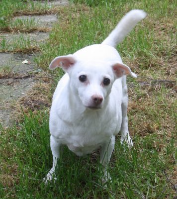 Für den Jack Russel-Mix Floh sucht das Tierheim Langenberg dringend ein neues Zuhause. Foto: Uwe Wolf