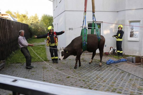 Diese Kuh musste von der Feuerwehr aus einer 1,5 Meter tiefen Grube gerettet werden. Fotos: Harry Härtel