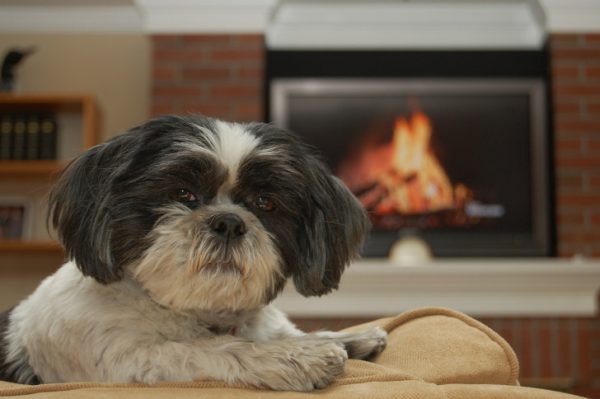 In Königsfeld bei Rochlitz wurden zwei Shih Tzu Hunde gestohlen. Symbolbild: pixabay.com