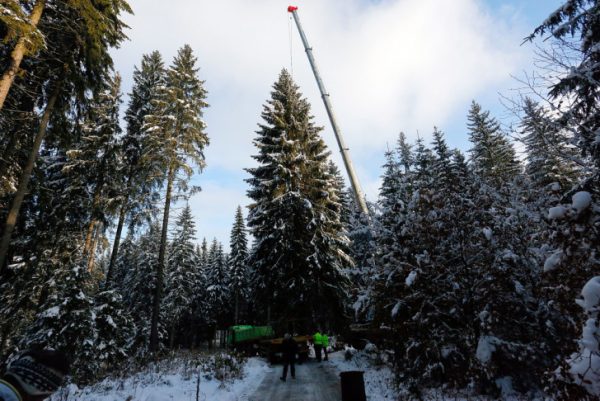 Hier steht er noch im Wald, der Baum für Chemnitz. Fotos. Harry Härtel