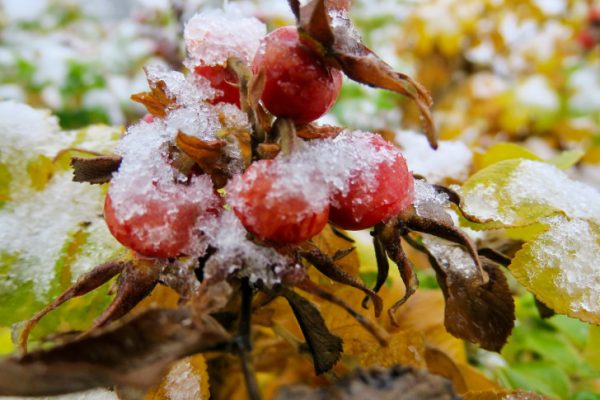 Es wird allmählich winterlich wie hier diese Bilder heute aus Schneeberg zeigen. Fotos: Daniel Unger