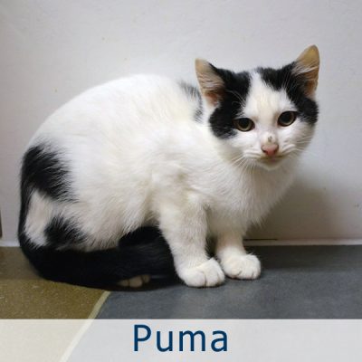 Für den Kater Puma wird dringend ein Zuhause gesucht. Foto: Tierheim