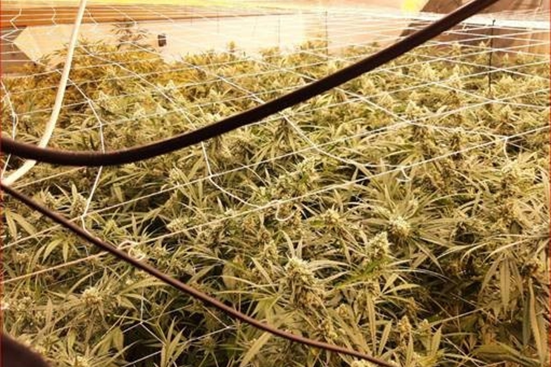Bei einer Razzia im idyllischen Satzung (Erzgebirge) entdeckten Polizisten diese Cannabis-Plantage und Marihuana im Wert von 700.000 Euro