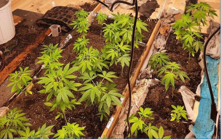 Diese Cannabis-Pflanzen entdeckten Polizisten in Oelsnitz/E.