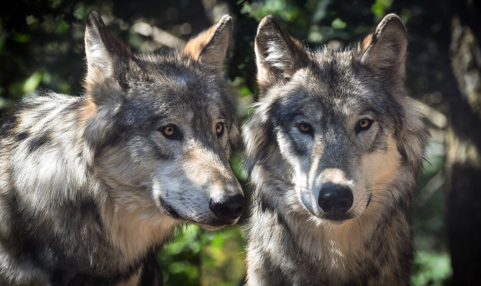 Die Tötung von Wölfen ist streng verboten, kann mit Freiheitsstrafen von drei Monaten bis zu fünf Jahren sowie Geldstrafen geahndet werden. Symbolbild: pixabay.com